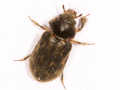 Heterocerus fenestratus